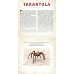 Bugs: A Photicular Book - Image 2