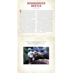 Bugs: A Photicular Book - Image 3