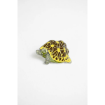 Indian Star Tortoise Pin - Image 3
