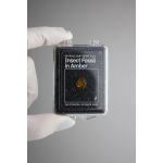 Insect Fossil in Amber-by-Stemcell Science