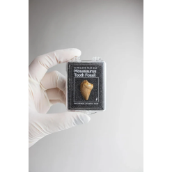 Mosasaurus Tooth-by-Stemcell Science