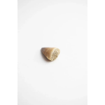 Mosasaurus Tooth - Image 4
