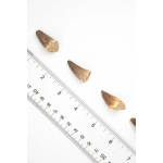 Mosasaurus Tooth - Image 5