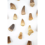 Mosasaurus Tooth - Image 6