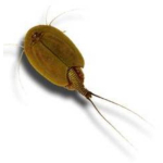 Triassic Triops - Image 2
