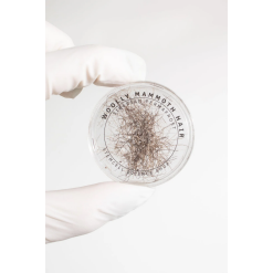 Wooly Mammoth Hair Fossil-by-Stemcell Science